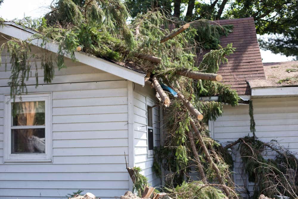 ree removal from a tree that fell on a house damaging the roof